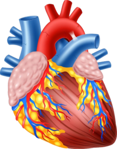 artères coronaires myocarde